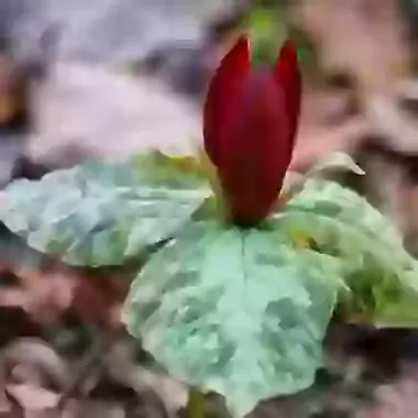 Cuneatum